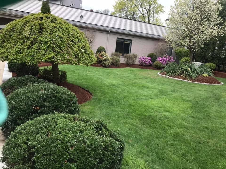 Weeping specimen tree and clipped boxwood in a mulched foundation bed above a newly graded lawn